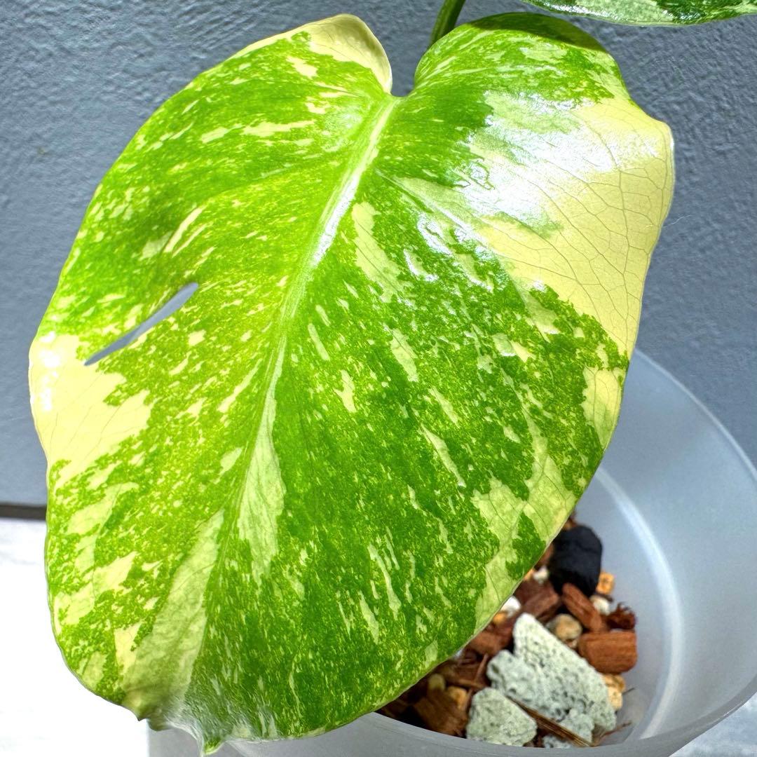 K*y様 モンステラ デリシオーサ クリームブリュレ 希少斑入り