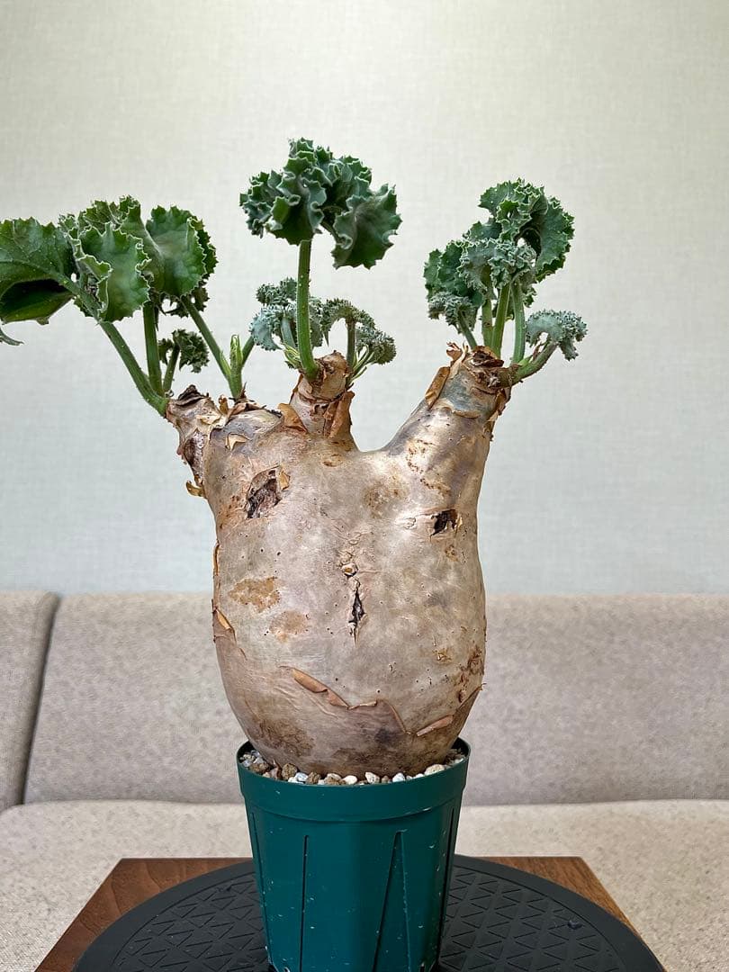 キフォステンマ マクロプス 現地球