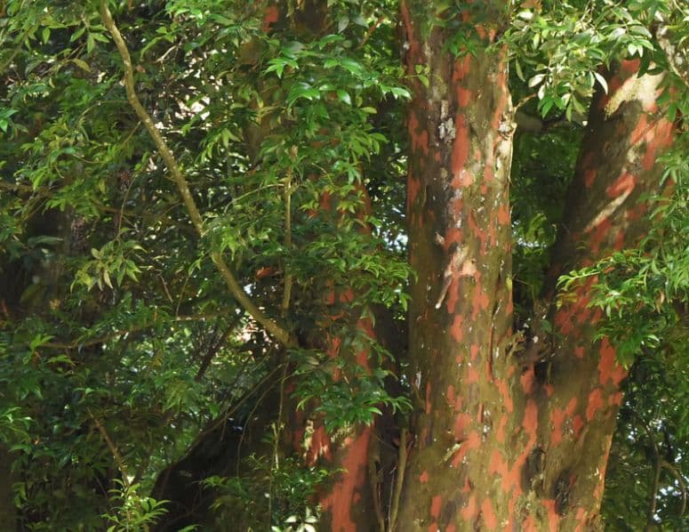 ナギ　1m～1.5m ×10