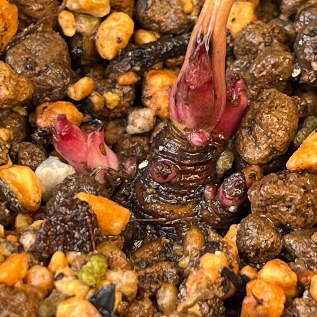 め*ん様 ❤️根充実❤️⭐️超⭐️沢山新芽❤️764⭐️極上 ⭐️極上発色⭐️芳