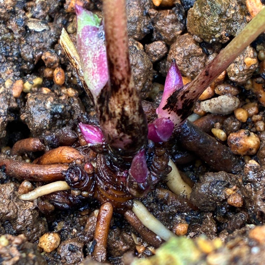 め*ん様 ❤️根充実❤️⭐️超⭐️沢山新芽❤️764⭐️極上 ⭐️極上発色⭐️芳