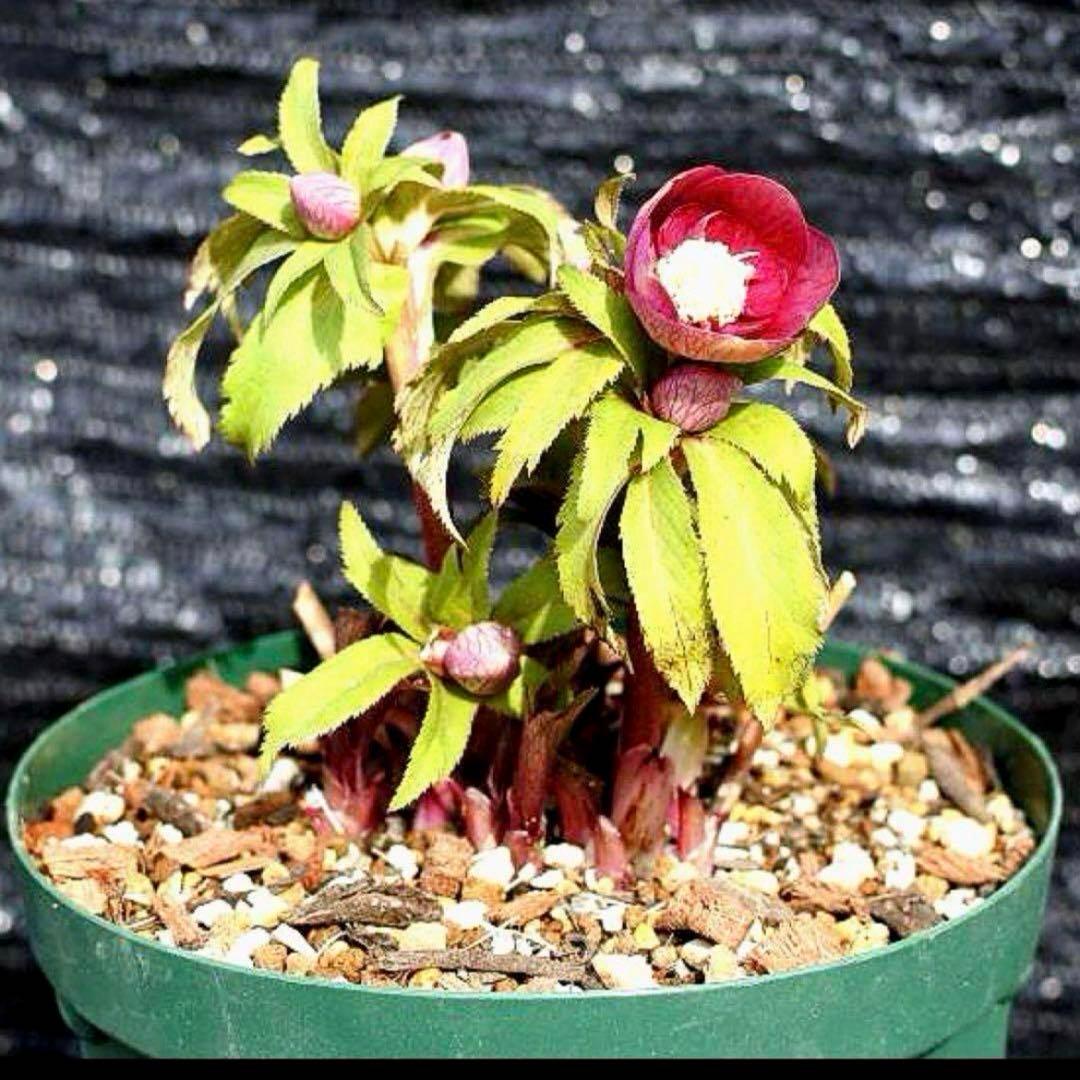 め*ん様 ❤️根充実❤️⭐️超⭐️沢山新芽❤️764⭐️極上 ⭐️極上発色⭐️芳