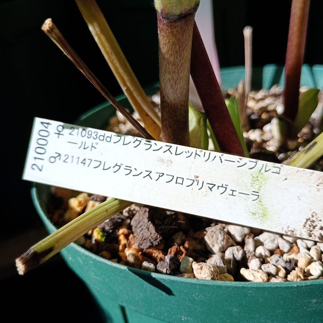 クリスマスローズ　超小輪多花性ddイエローピコティ（フレグランス交配）