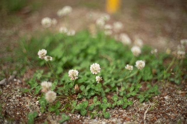 【オールドレンズ】Super takumar 50mm f1.4