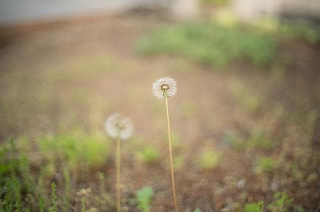 【オールドレンズ】Super takumar 50mm f1.4