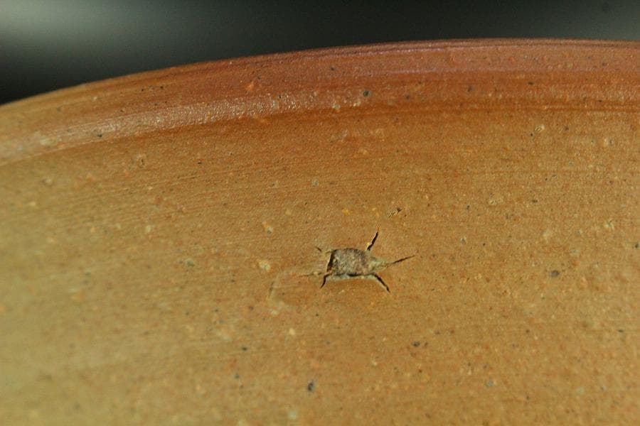 古美術 金重陶陽作 備前 皿 共箱 美品(K-YC568)