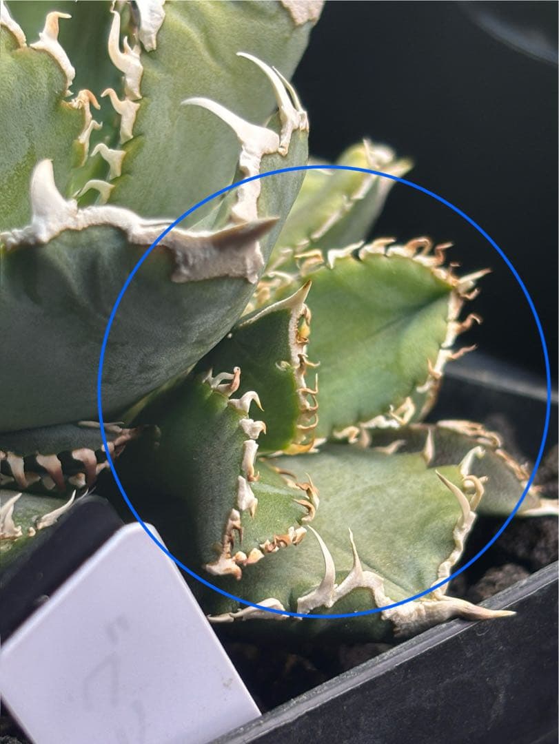 ivory w.a アイボリーivory wa ウィレム氏アガベチタノタ大白鯊