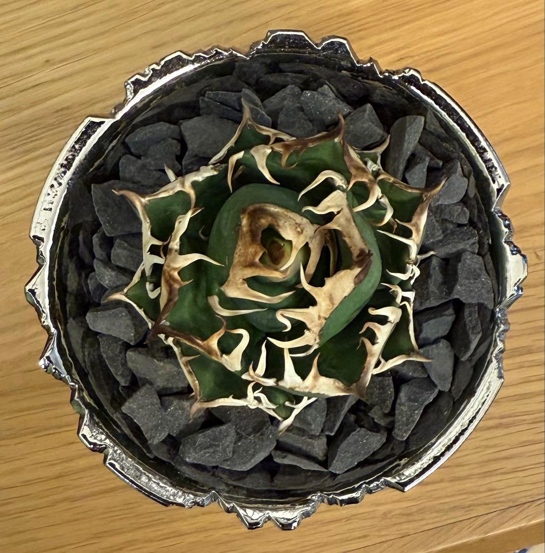 【鉢ごと発送】アガベ チタノタ レッドキャットウィーズル【ゴリ猫・丸型・幅広短葉