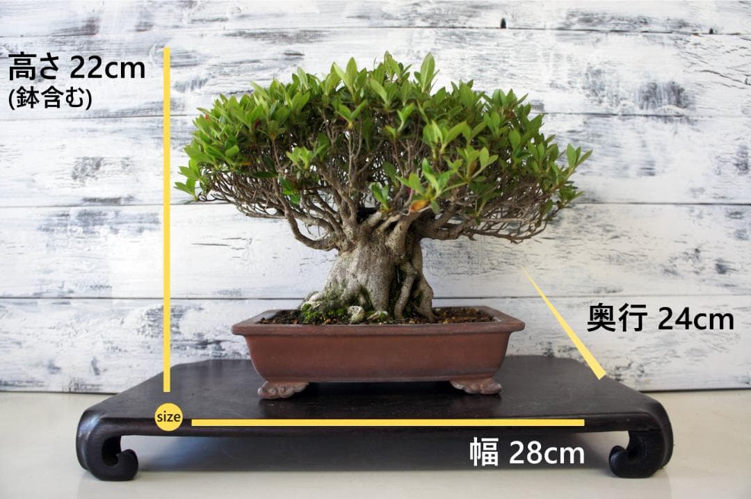 盆栽 『サツキ(珍山)』 花 インテリア 観葉植物 送料無料 b118