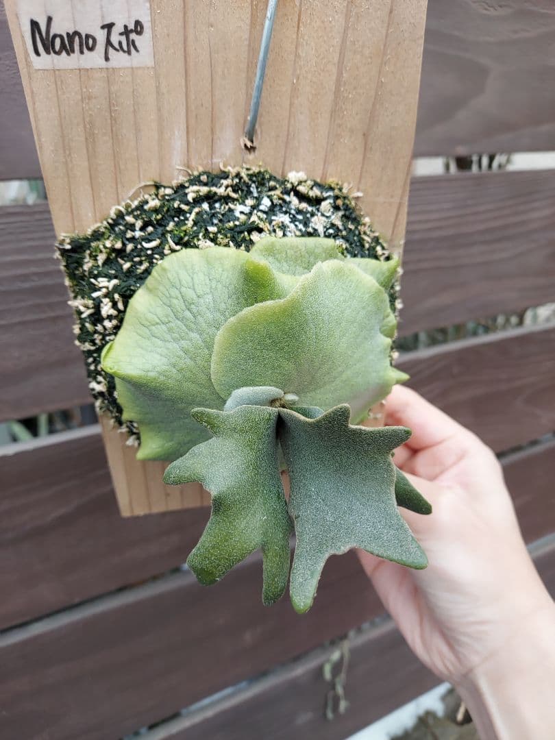 willinckii dwarf Nano　胞子培養　3　ビカクシダ