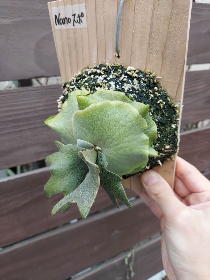 willinckii dwarf Nano　胞子培養　3　ビカクシダ