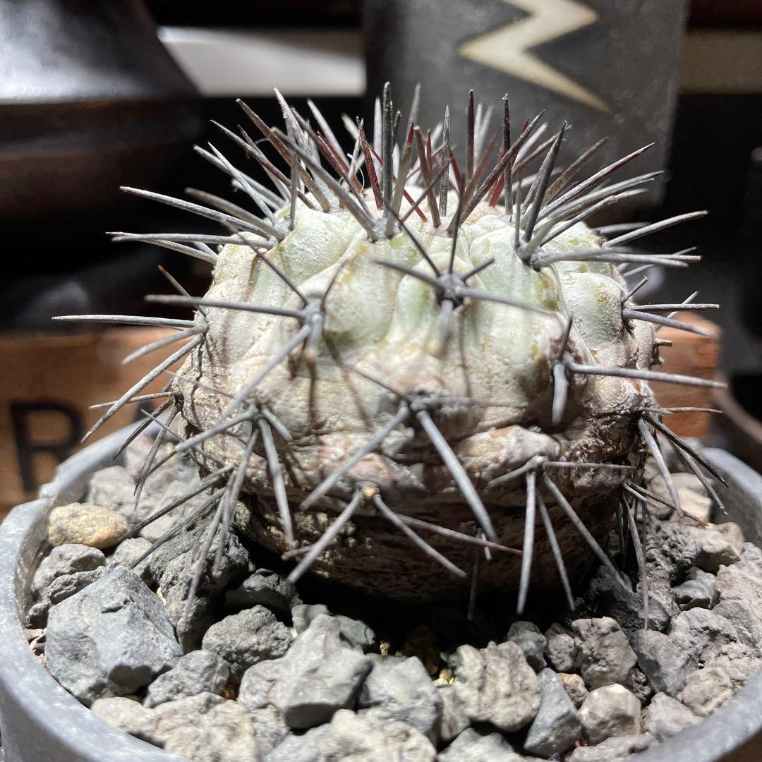 現地球　Copiapoa コピアポア　シネレア　鉢付き