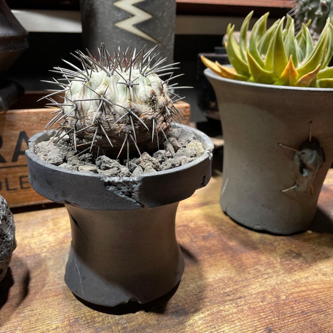 現地球　Copiapoa コピアポア　シネレア　鉢付き