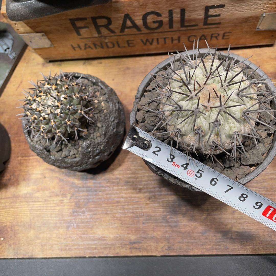 現地球　Copiapoa コピアポア　シネレア　鉢付き