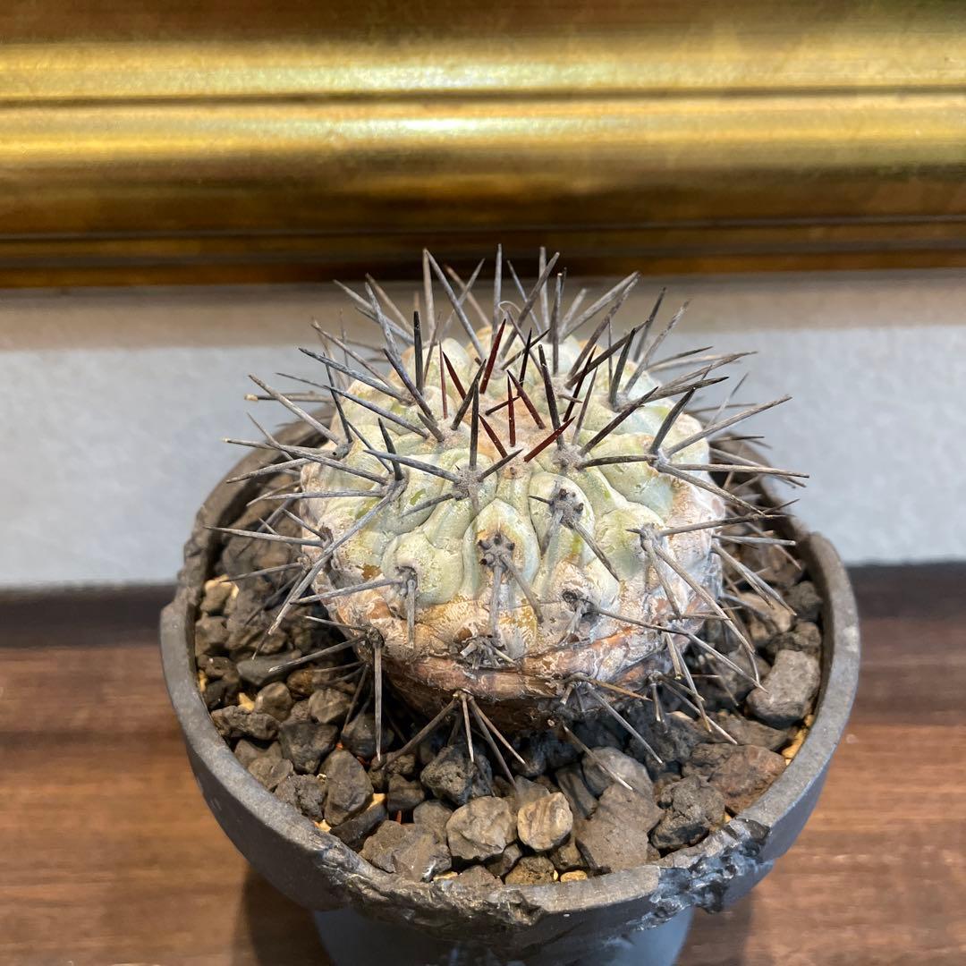 現地球　Copiapoa コピアポア　シネレア　鉢付き