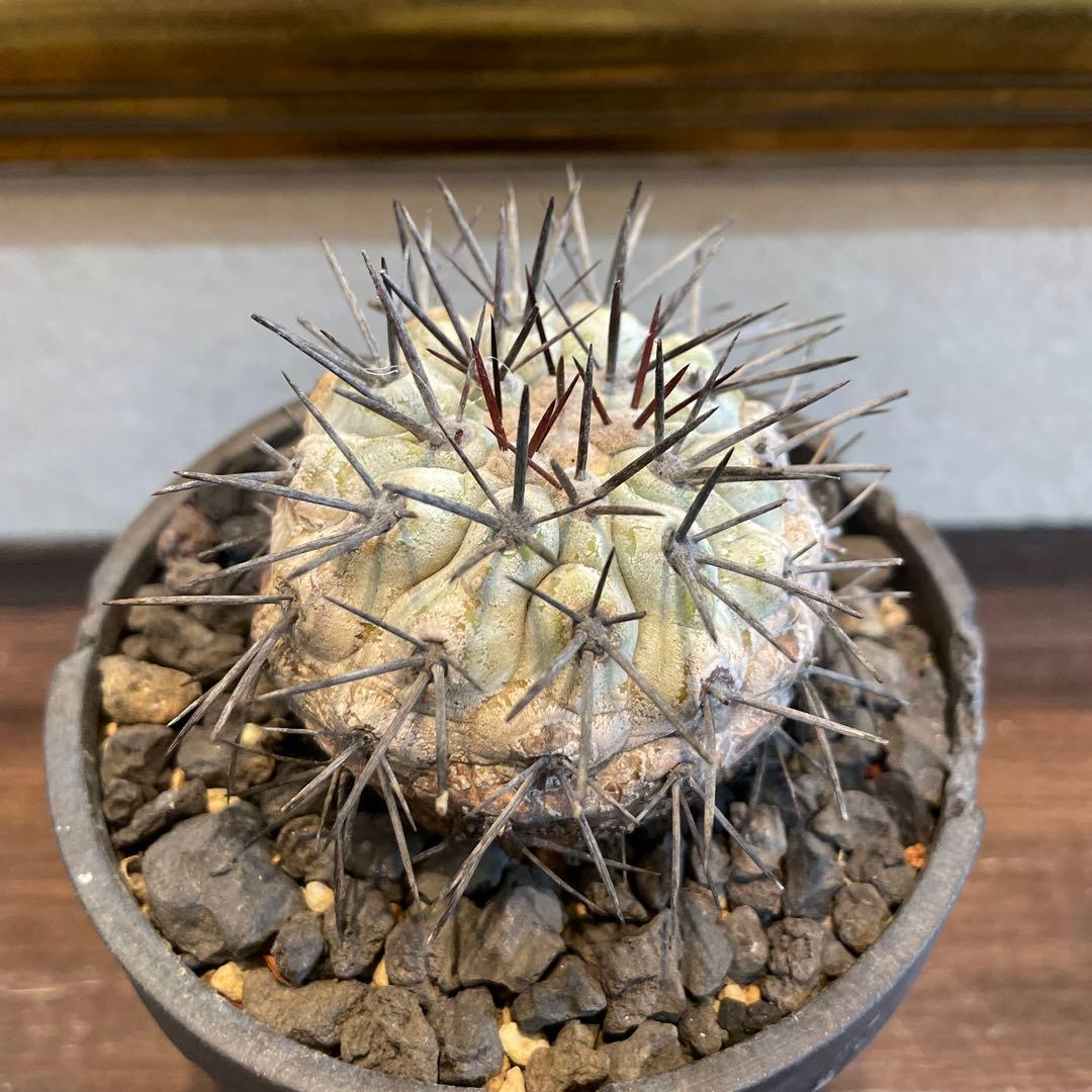 現地球　Copiapoa コピアポア　シネレア　鉢付き