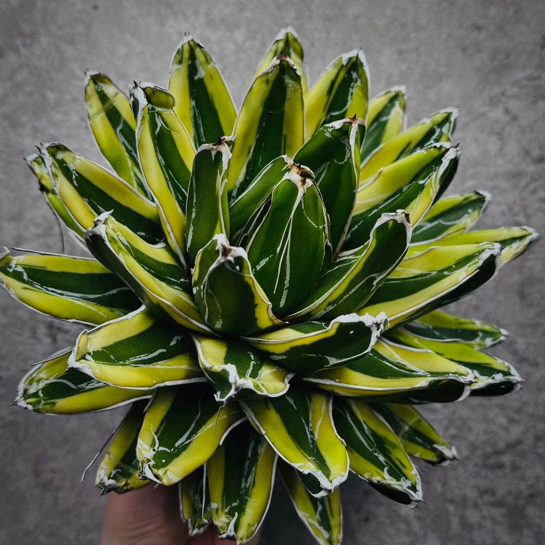 河*徹様 多肉植物・アガベ•笹の雪の黄覆輪•輝山・美しい斑入り　大株W24cm