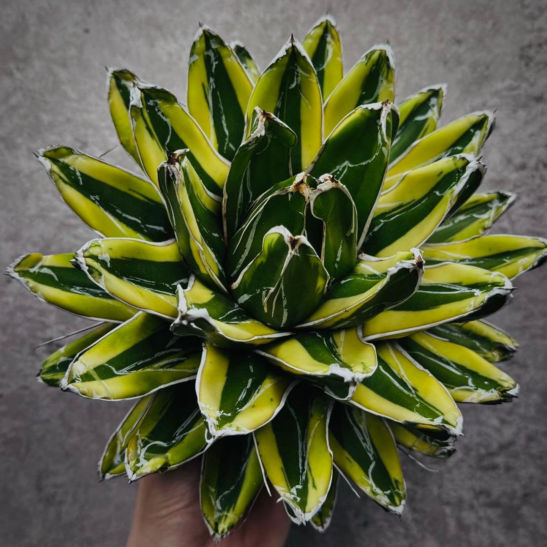 河*徹様 多肉植物・アガベ•笹の雪の黄覆輪•輝山・美しい斑入り　大株W24cm