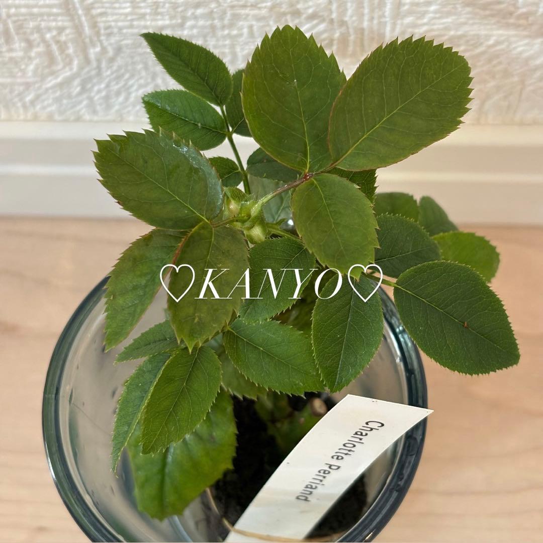 N*G様 バラ苗　和バラ　ペリアン　正規品