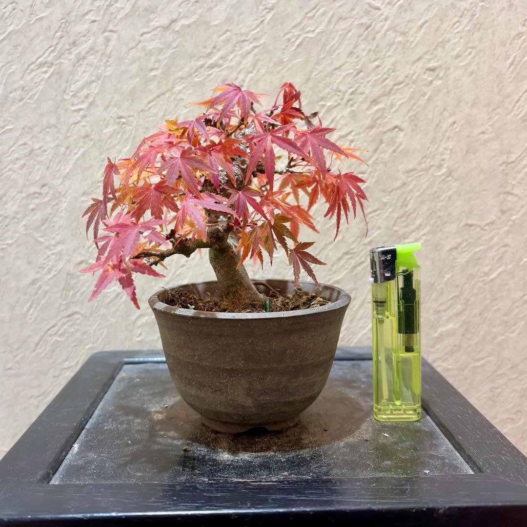 超希少激レア‼️樹高10㎝　行姫紅葉　モミジ　小品　盆栽　真柏　黒松　五葉松　楓