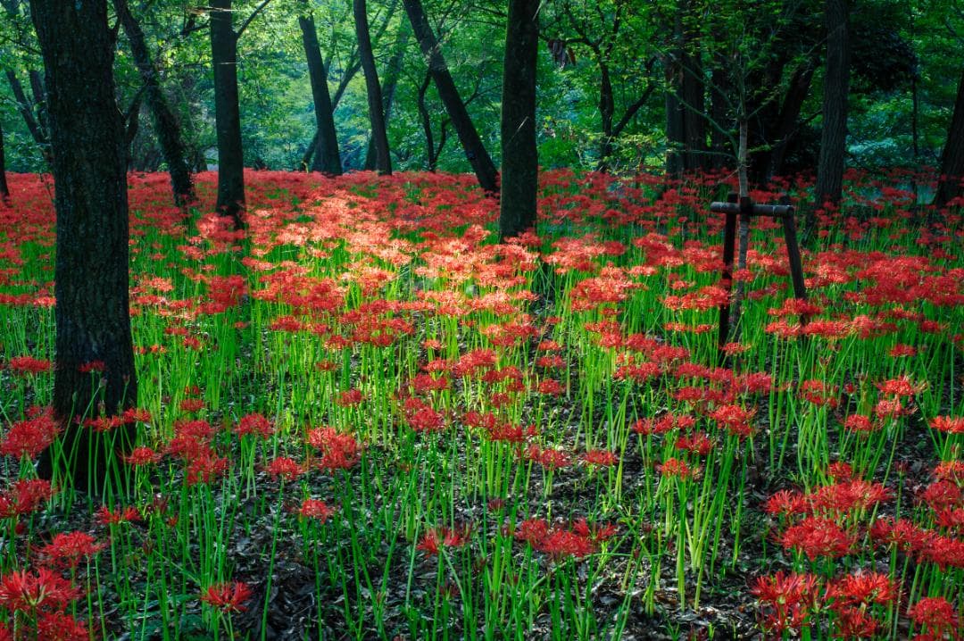 美品 Nikon AF Nikkor 35mm f/2D レンズ – 日本製