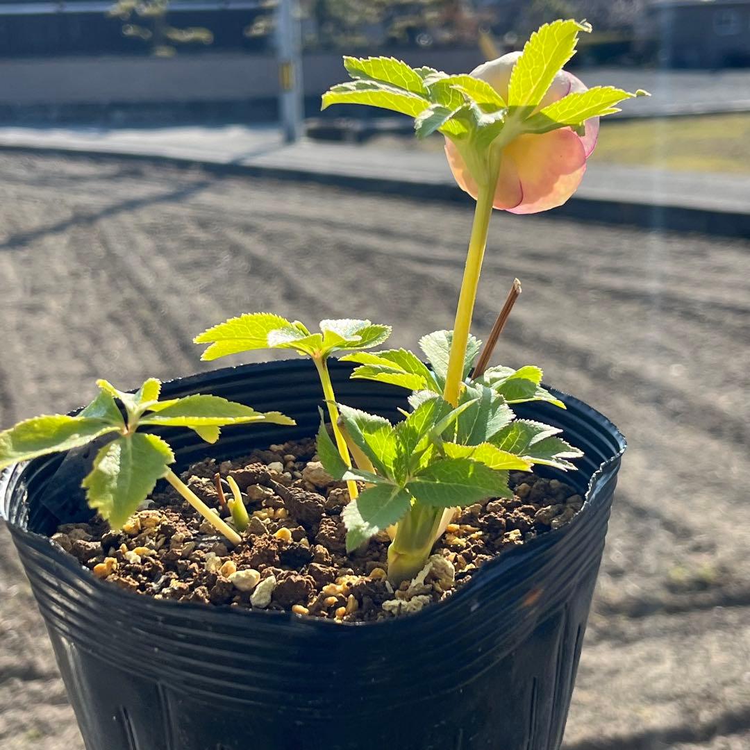 3152専用ポット発送メルカリ便☘️超目玉☘️⭐️希少⭐️ 【❤️極上❤️小輪❤️蜃気楼】