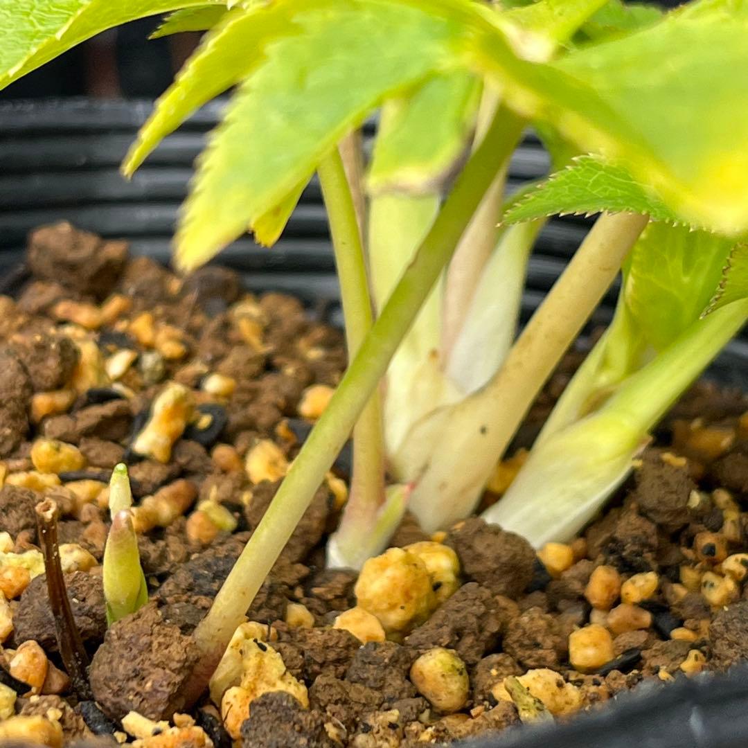 3152専用ポット発送メルカリ便☘️超目玉☘️⭐️希少⭐️ 【❤️極上❤️小輪❤️蜃気楼】