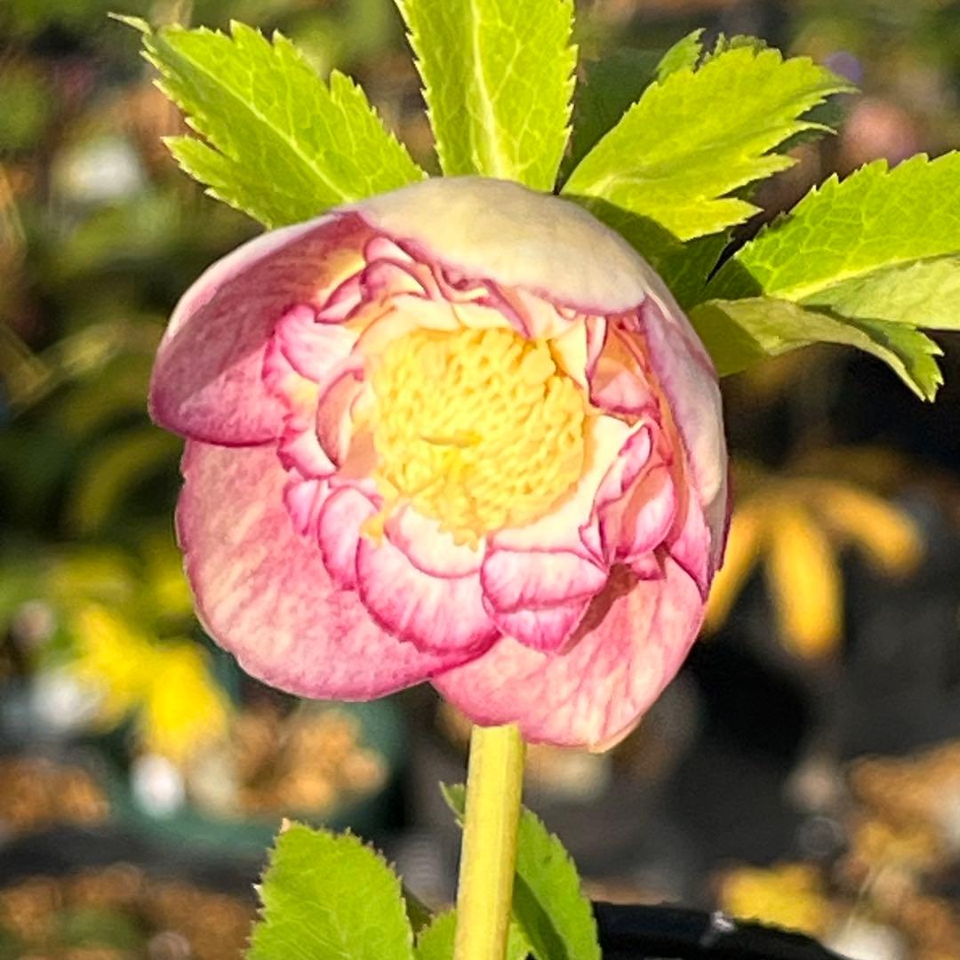 3152専用ポット発送メルカリ便☘️超目玉☘️⭐️希少⭐️ 【❤️極上❤️小輪❤️蜃気楼】