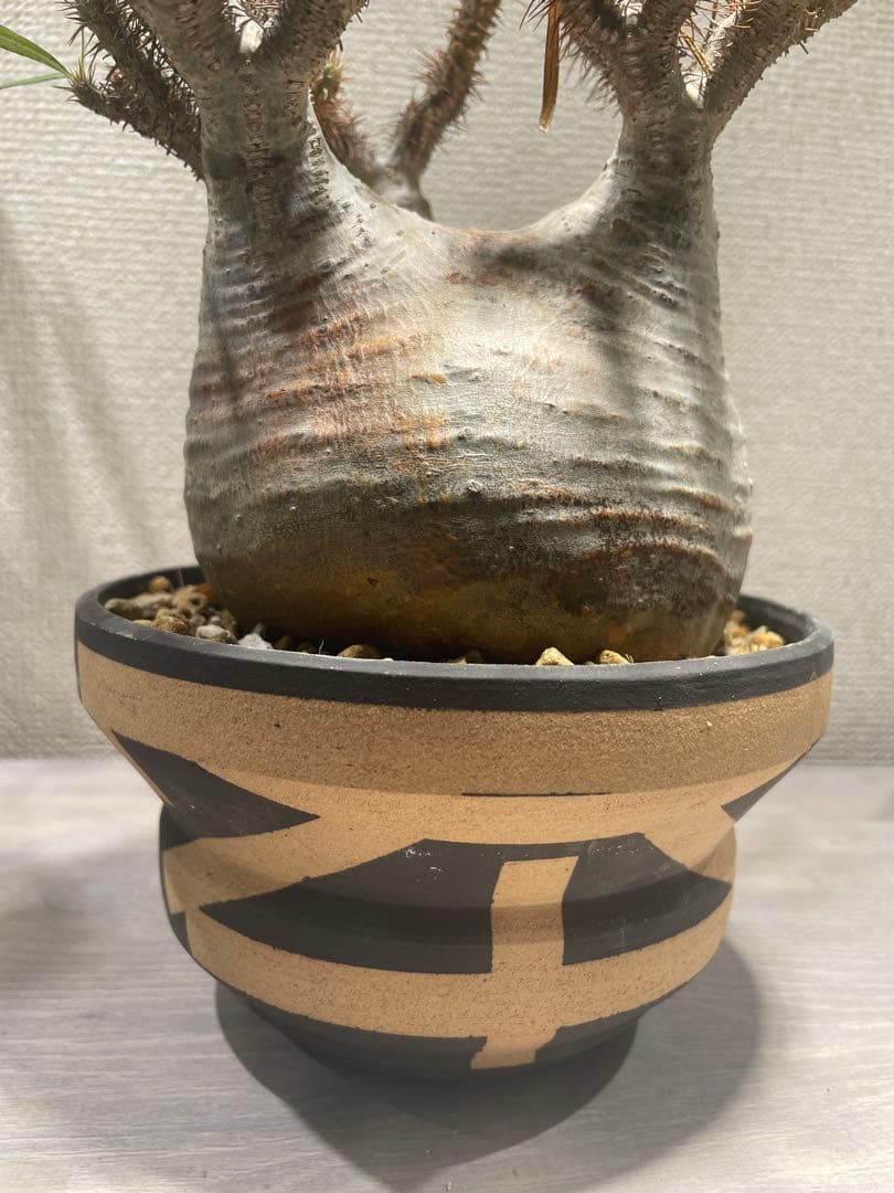 パキポディウム グラキリス × BOTANIZE（ コレクション2 ）