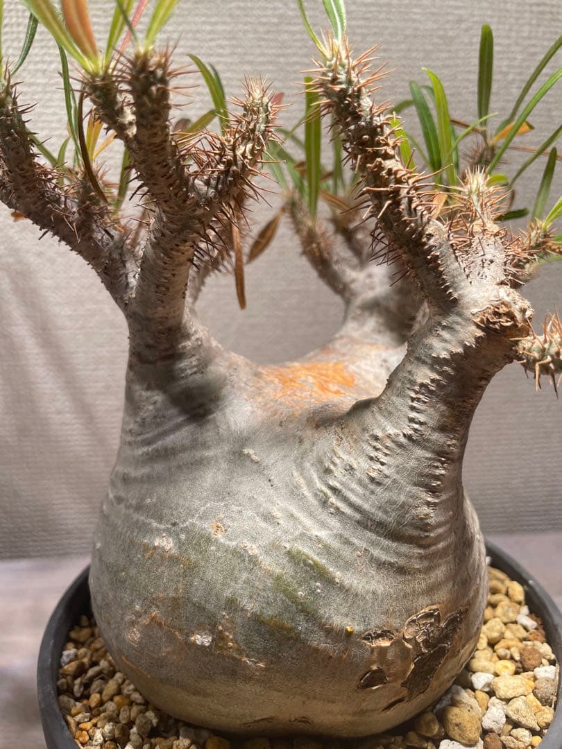 パキポディウム グラキリス × BOTANIZE（ コレクション2 ）