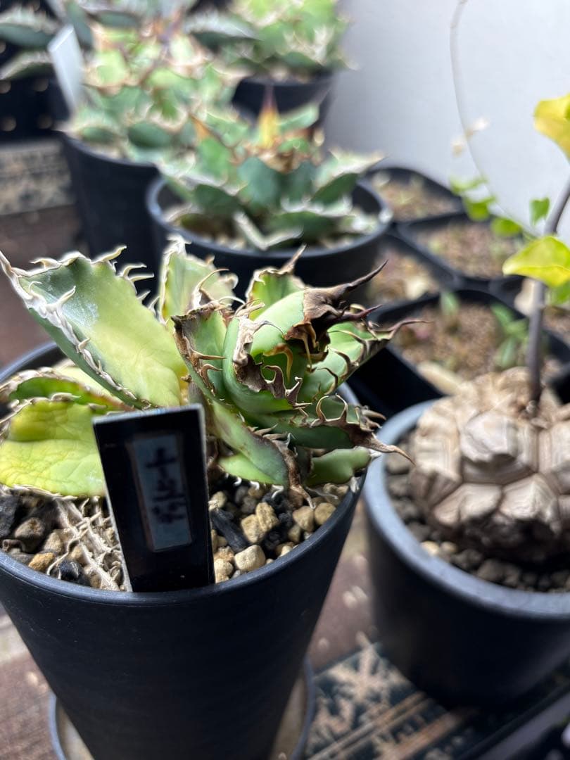 R*様 アガベ　デッドヒート　DEADHEAT　アガベ　ロウルサンコ（実生　レジ