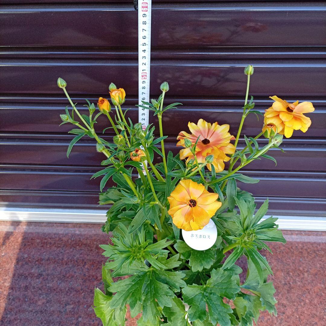 希少品種ラナンキュラスラックス ポスポロス 鉢花5号　50ｃｍ　現物発送