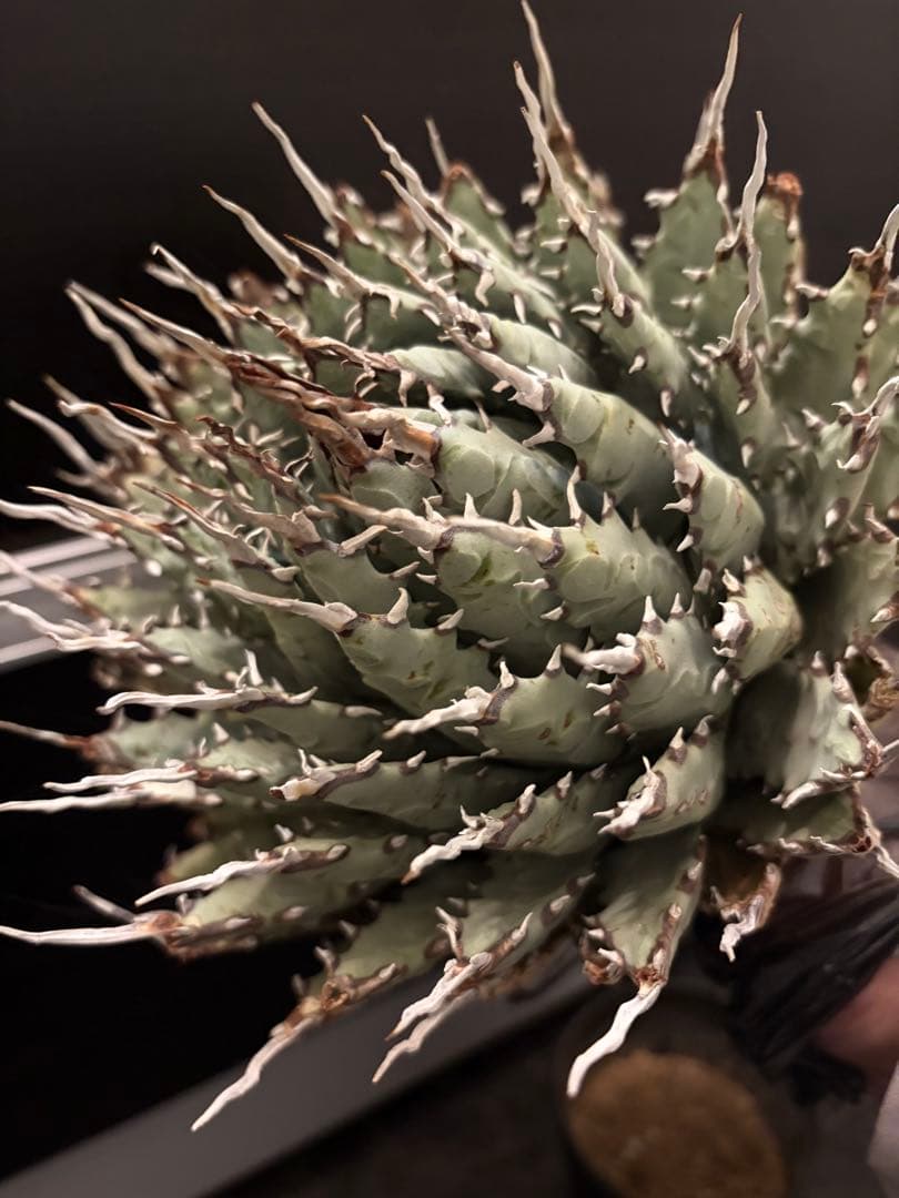 jone ページ耐寒性アガベ エボリスピナ陽炎◇短葉大株ドライガーデン