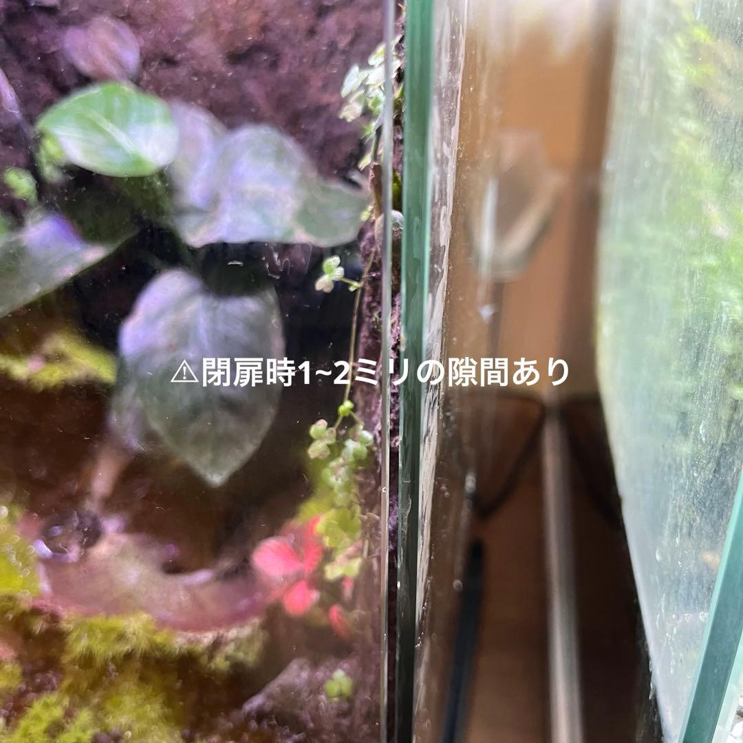 【最終値下げ】レイアウト水槽 イモリウム カエルリウム