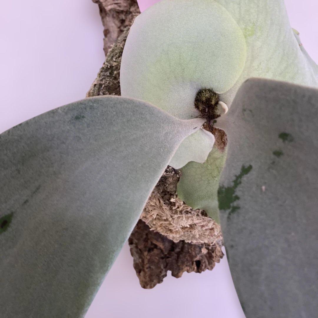 P.willinckii cv Zero （POP）