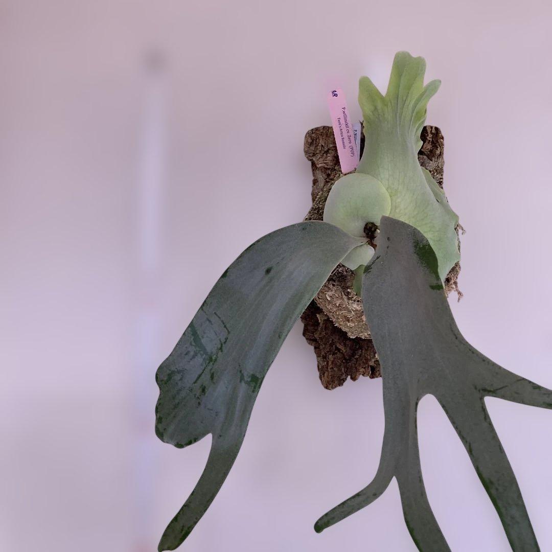 P.willinckii cv Zero （POP）