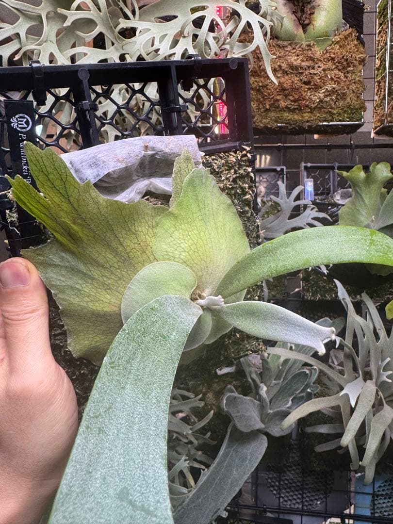 ビカクシダ willinckii believe