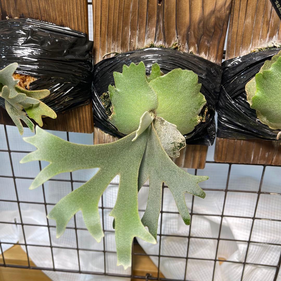 platycerium willinckii OMG オリジナル ビカクシダ