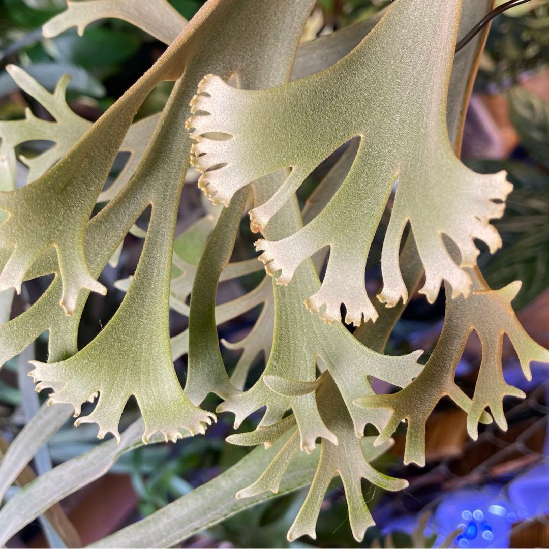 platycerium willinckii OMG オリジナル ビカクシダ