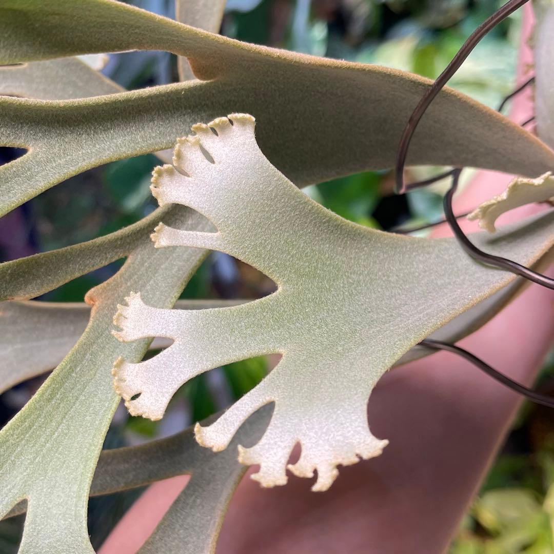 platycerium willinckii OMG オリジナル ビカクシダ