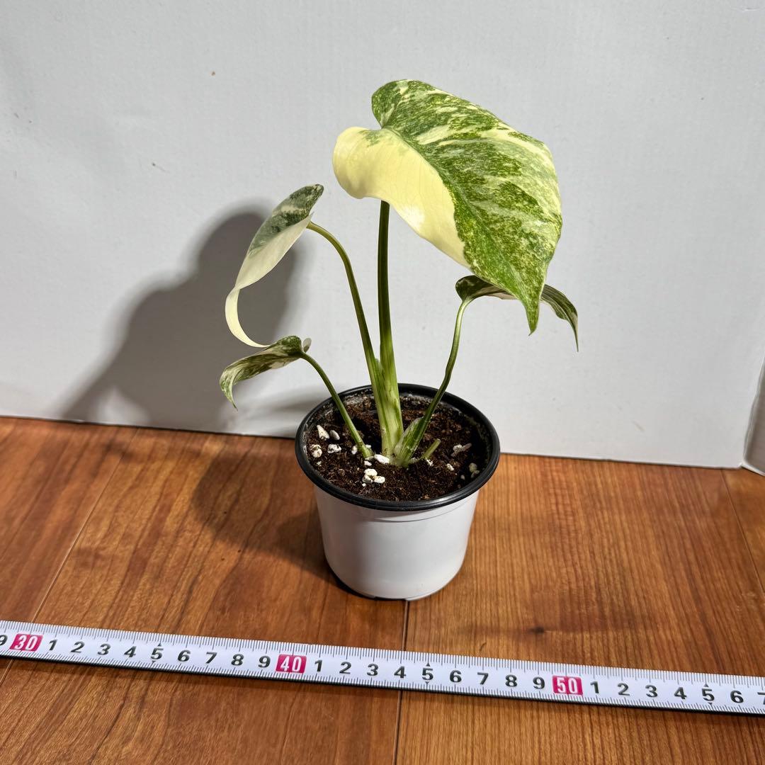 極上斑　モンステラ　デリシオーサ　レガシー