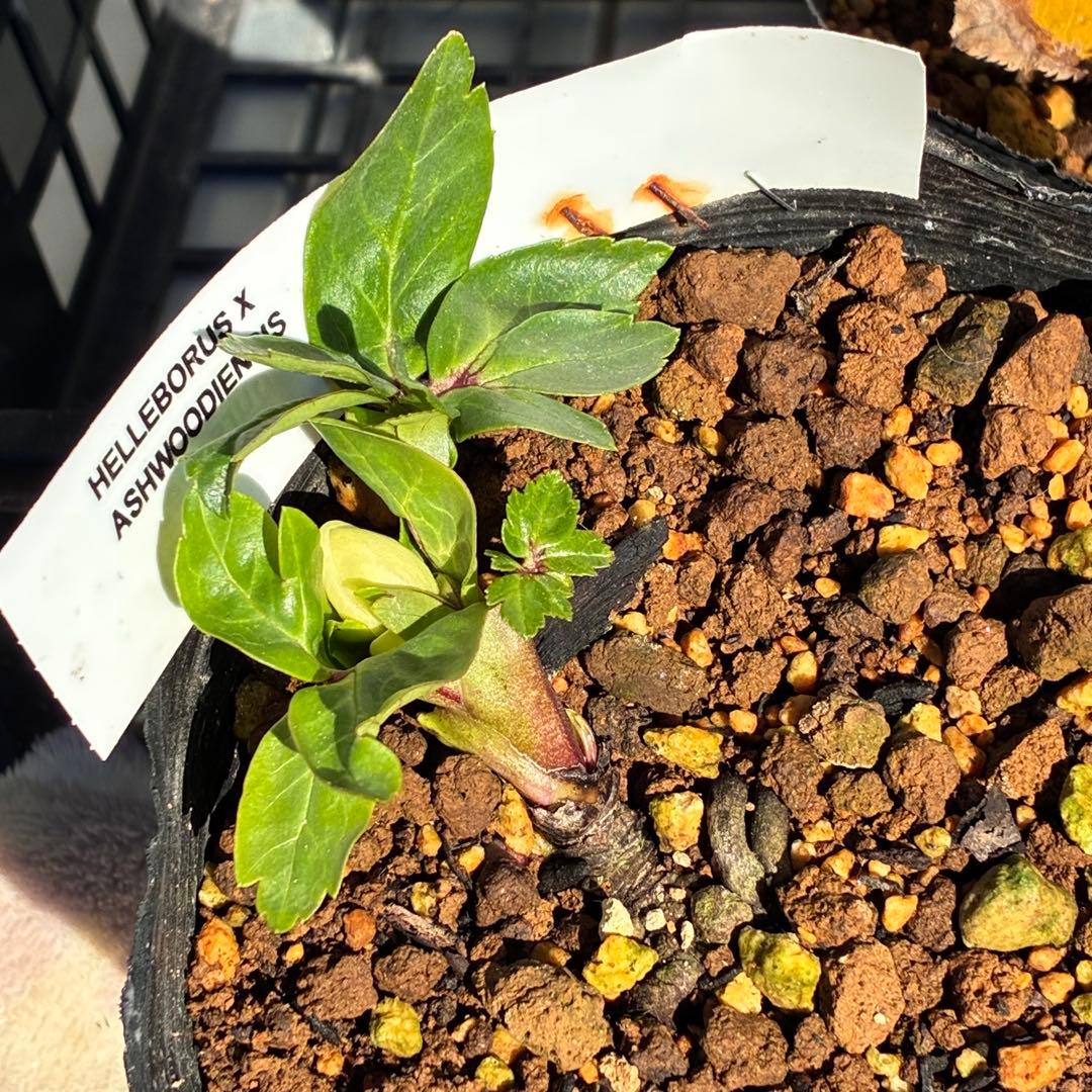 u*0様 ☘️蕾付☘️タグ付⭐️3389⭐️ASHWOODIENSIS⭐️BRI