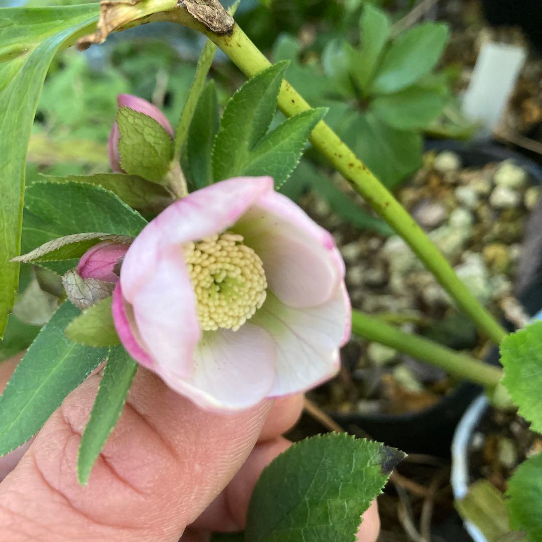 クリスマスローズ　小輪多花ピンク　株分け前提