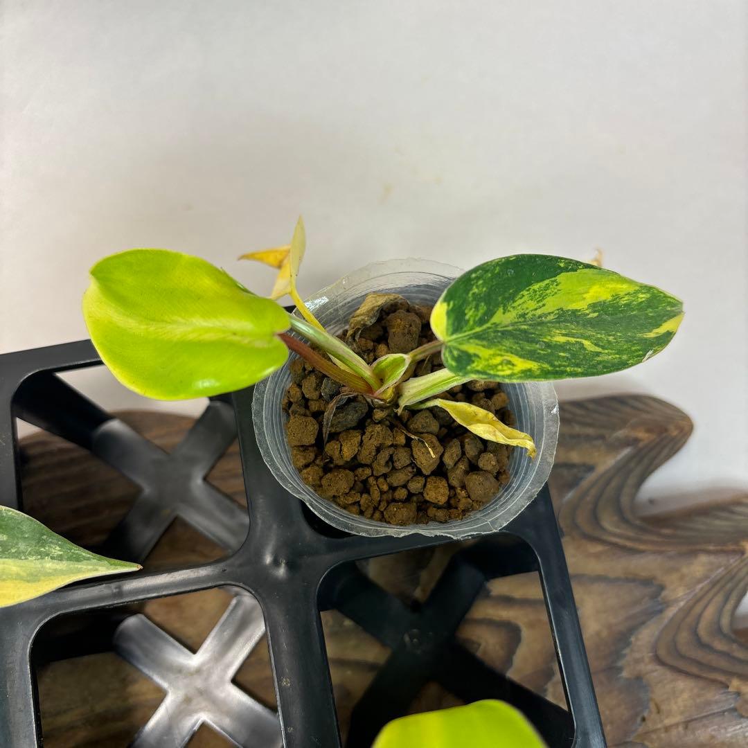 塊*房様 7株セットms145 フィロデンドロン・フロリダビューティー・バリエガ