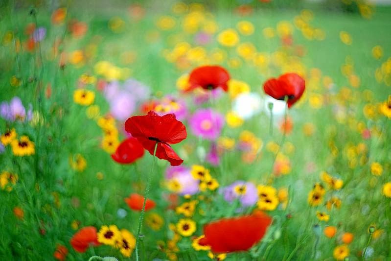 68 未使用　ぐるぐるボケレンズ　 ヘリオス　44-2　M42 アダプター付