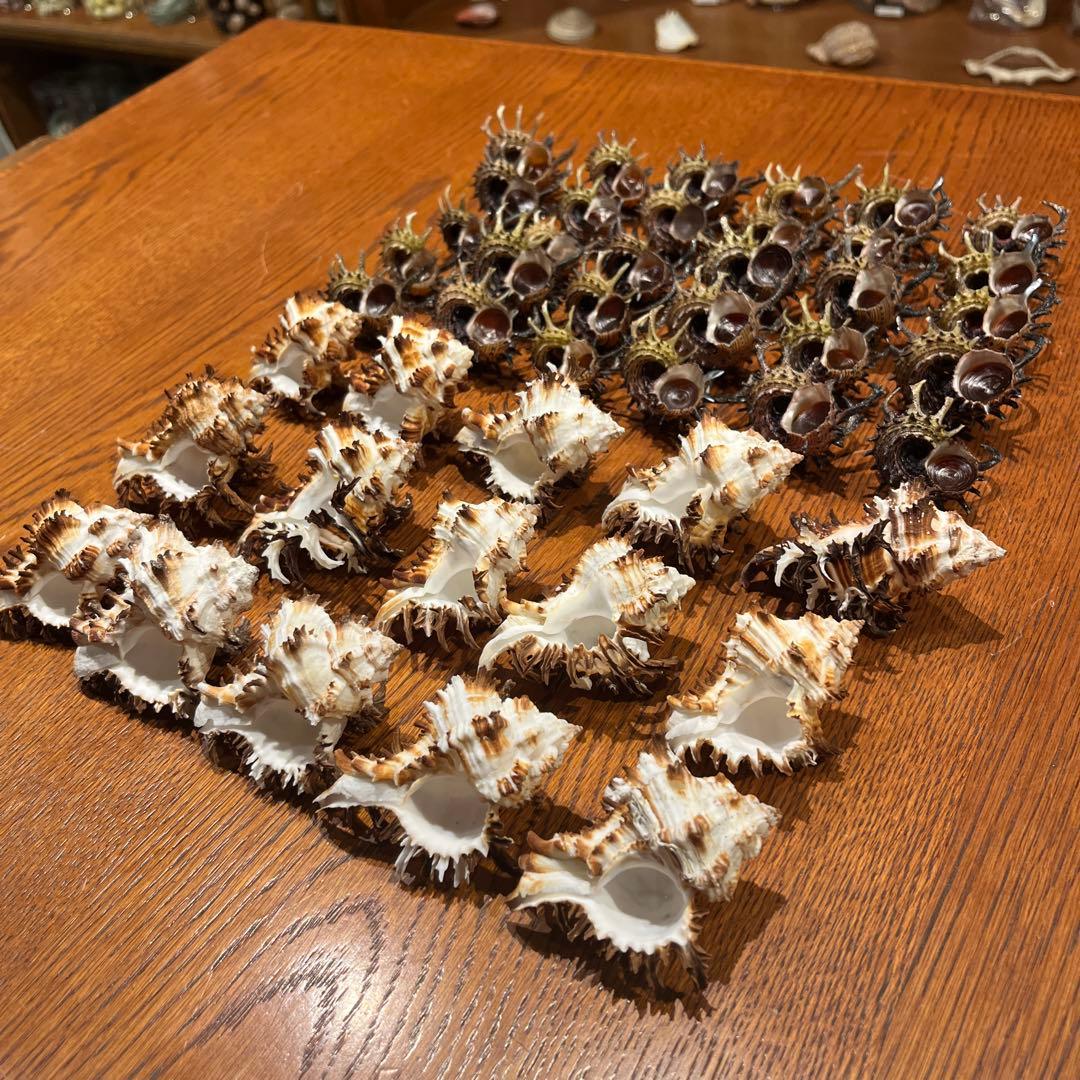 美品　ミサカエカタベ　30点　インド産　ノシメガンセキ　15点　計45点セット