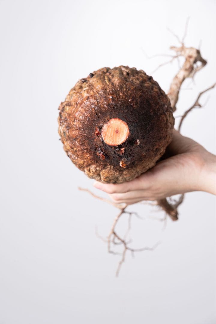 KP107 オペルクリカリア パキプス コーデックス ベアルート株　枝カット済み