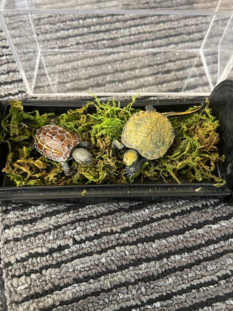 爬虫類　両生類　コレクション