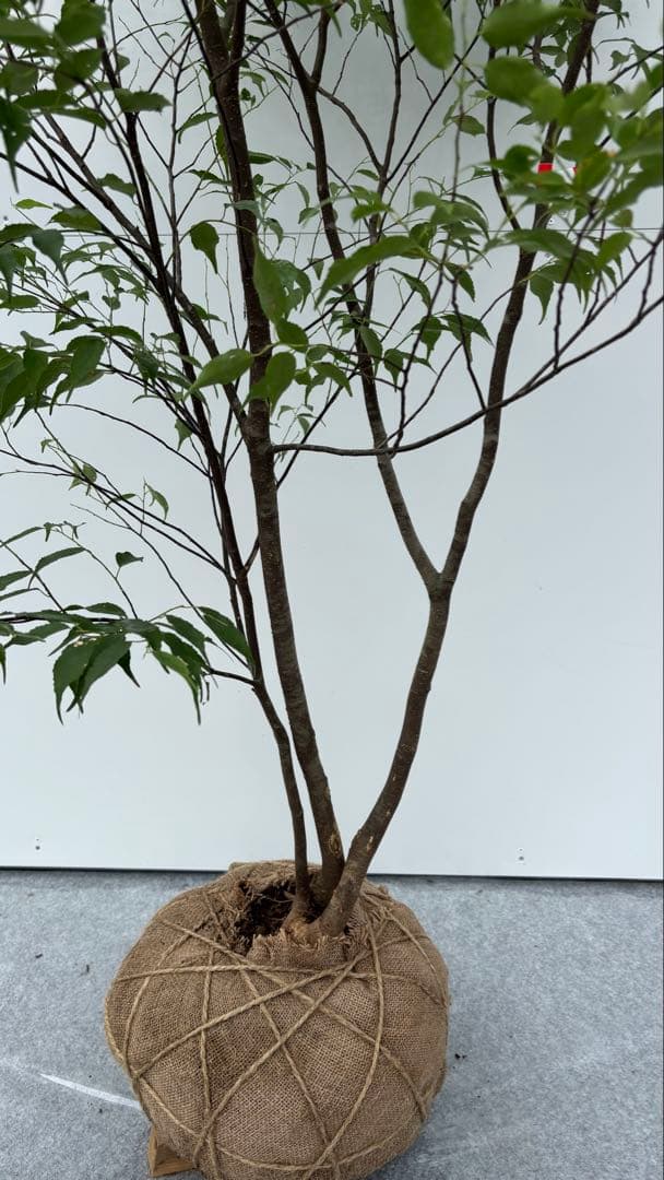 猫山 美しい樹形が魅力的 山採り ハイノキ 株立 643 樹高1.8m位