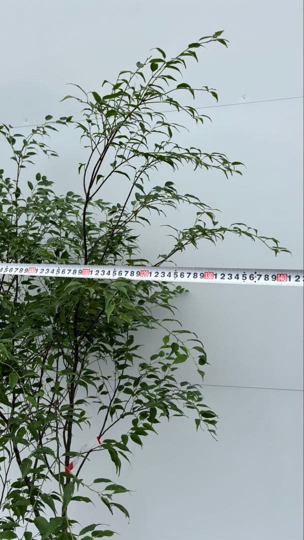 猫山 美しい樹形が魅力的 山採り ハイノキ 株立 643 樹高1.8m位